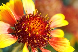 Sunny Blanket Flower